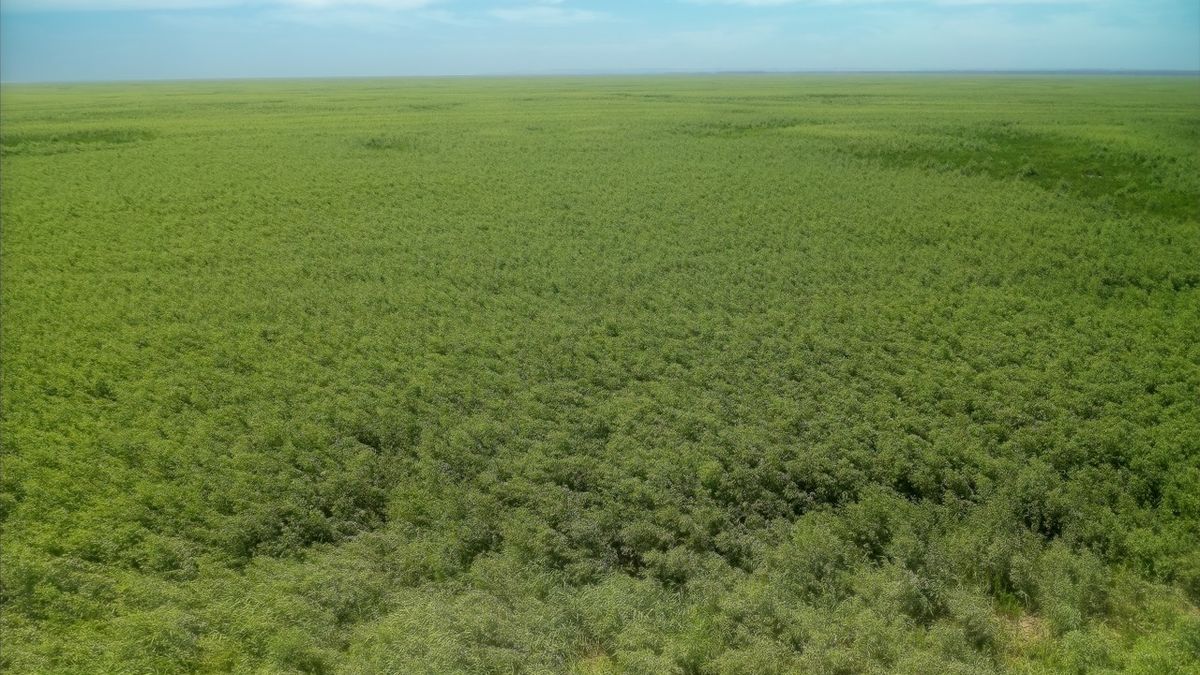 Vědci čekali v místech zničené Kachovky poušť, příroda je překvapila